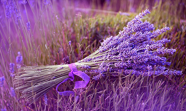 wallpaper.wiki-Lavender-Flower-Desktop-Wallpaper-PIC-WPE009477