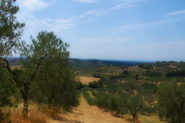 Olivenhain Toscana ©AW-Anja-Bronner
